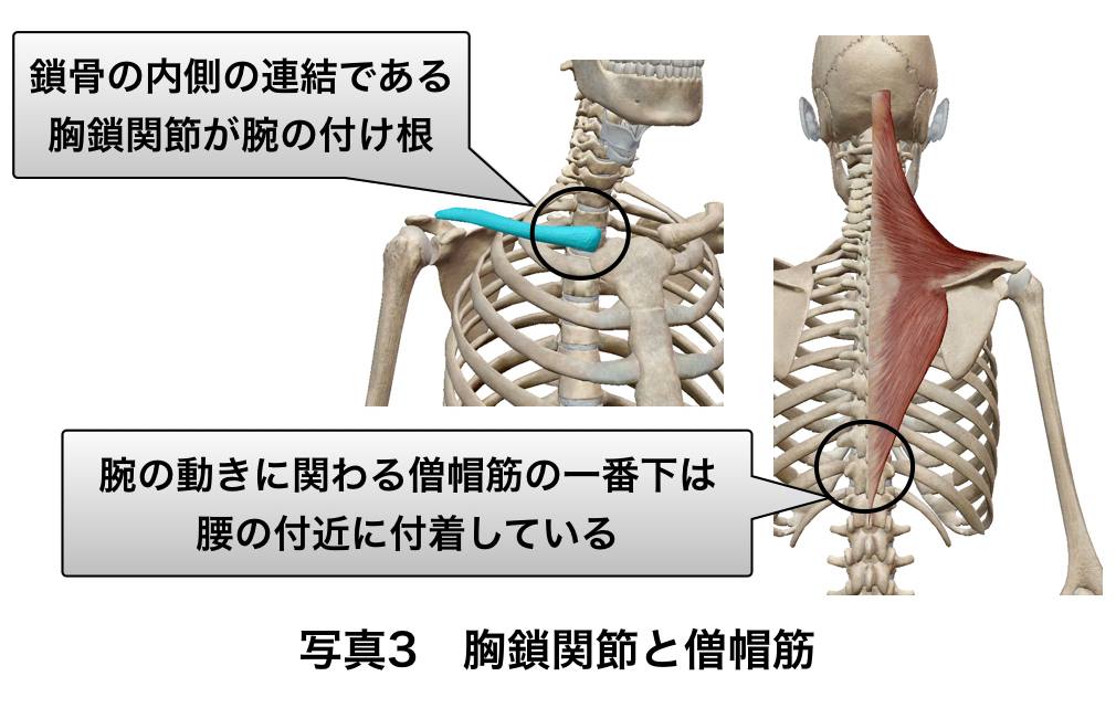 胸鎖関節