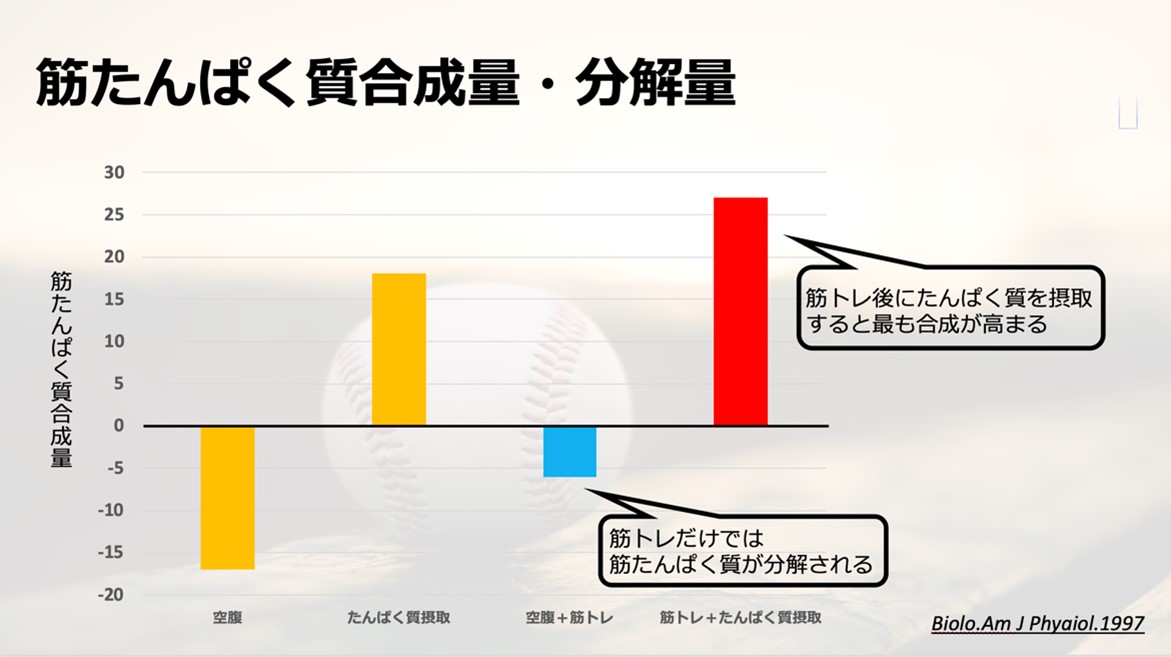 タンパク質合成量